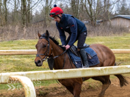 BP210325-46 - Squire Danagher